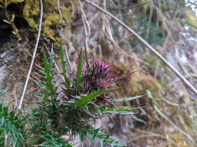 Cirsium arisanense, photographed by Cheng-Te Hsu