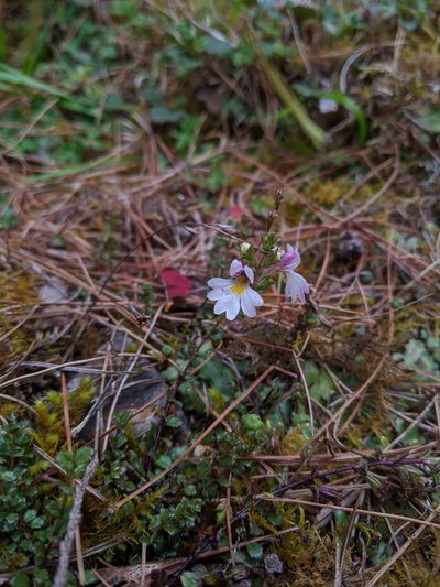 Euphrasia tarokoana, photographed by Cheng-Te Hsu