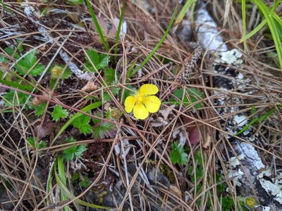 Potentilla matsumurae, photographed by Cheng-Te Hsu