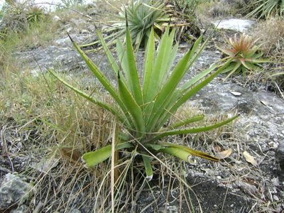 Agave vivipara, photographed by Tereso Hernández Morales