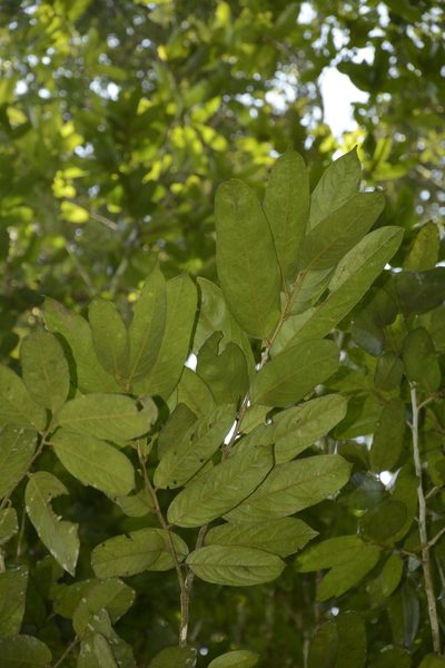 Drypetes malabarica, photographed by Siddarth Machado