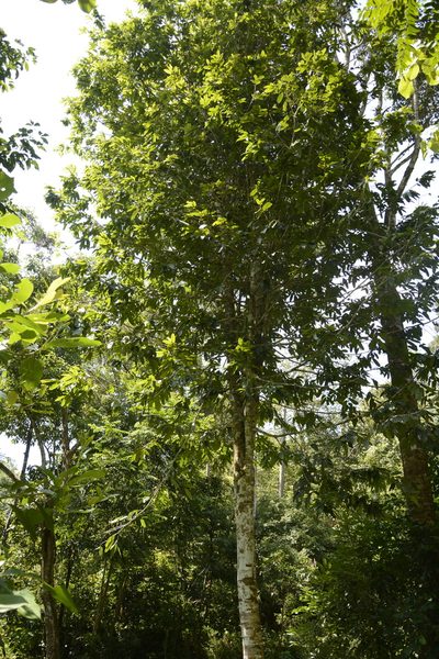 Drypetes malabarica, photographed by Siddarth Machado