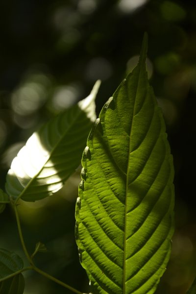 Maesopsis eminii, photographed by Siddarth Machado
