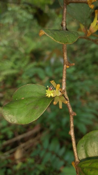 Taxillus tomentosus, photographed by Siddarth Machado