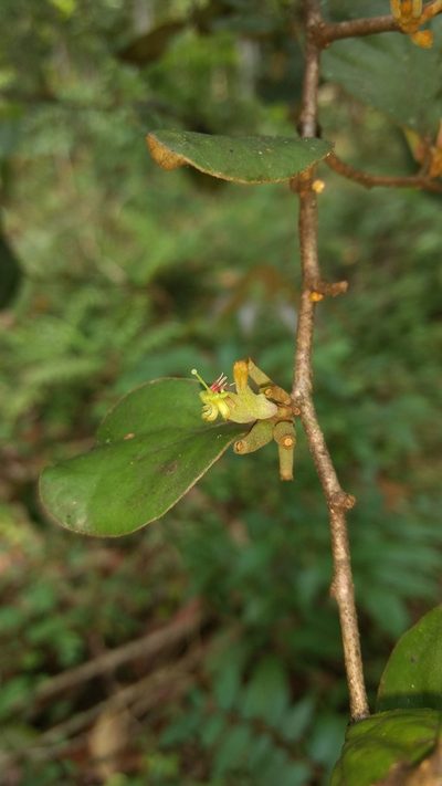 Taxillus tomentosus, photographed by Siddarth Machado
