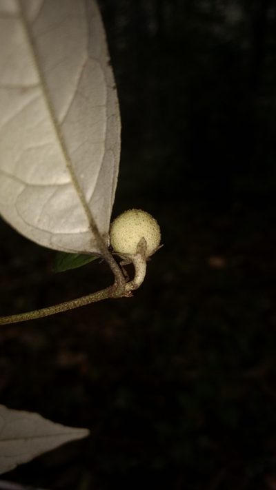 Croton zeylanicus, photographed by Siddarth Machado