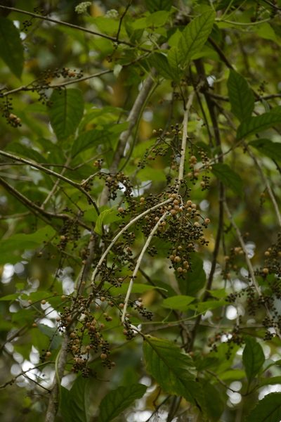 Maesa indica, photographed by Siddarth Machado