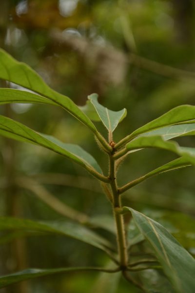 Actinodaphne wightiana, photographed by Siddarth Machado