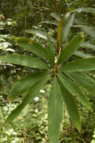 Actinodaphne wightiana, photographed by Siddarth Machado
