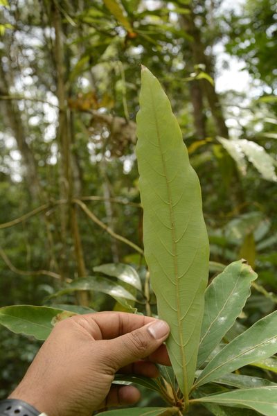 Actinodaphne wightiana, photographed by Siddarth Machado