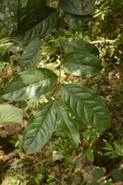 Diospyros sylvatica, photographed by Siddarth Machado