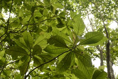 Strobocalyx arborea, photographed by Siddarth Machado