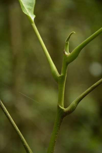 Semecarpus travancoricus, photographed by Siddarth Machado