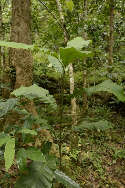 Semecarpus travancoricus, photographed by Siddarth Machado