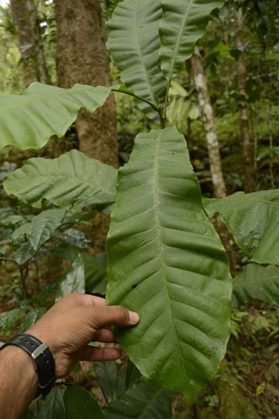 Semecarpus travancoricus, photographed by Siddarth Machado