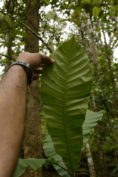 Semecarpus travancoricus, photographed by Siddarth Machado