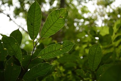 Ficus nervosa, photographed by Siddarth Machado