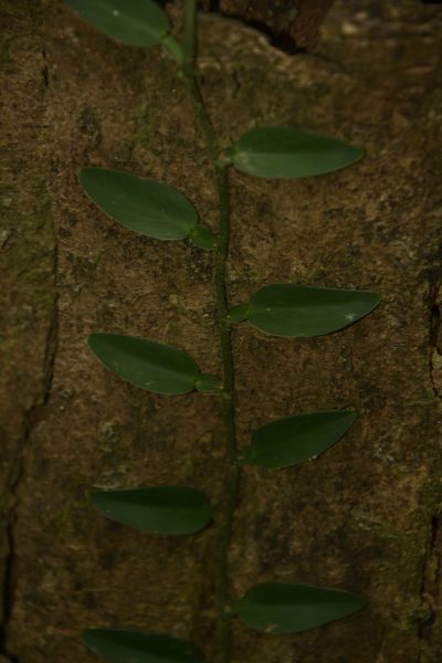 Pothos scandens, photographed by Siddarth Machado