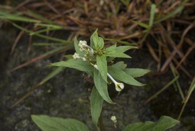 Ceropegia panchganiensis, photographed by S.MORE