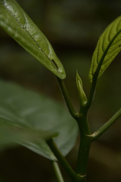 Dendrocnide sinuata, photographed by Siddarth Machado