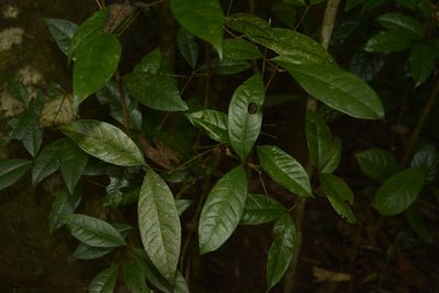 Syzygium laetum, photographed by Siddarth Machado