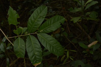 Tetrapilus dioicus, photographed by Siddarth Machado