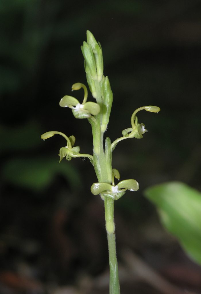 Gagnepainia harmandii, photographed by Oleg Kosterin