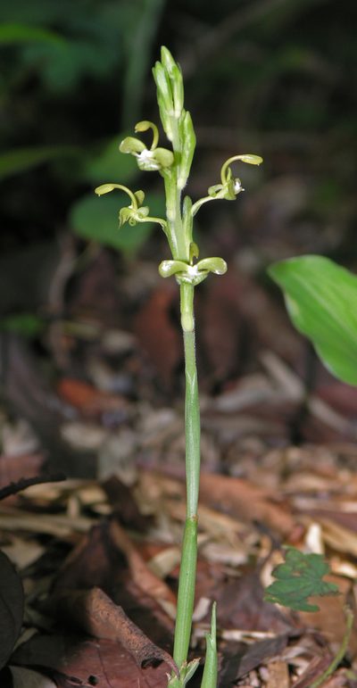 Gagnepainia harmandii, photographed by Oleg Kosterin