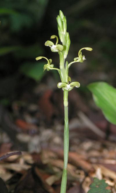 Gagnepainia harmandii, photographed by Oleg Kosterin