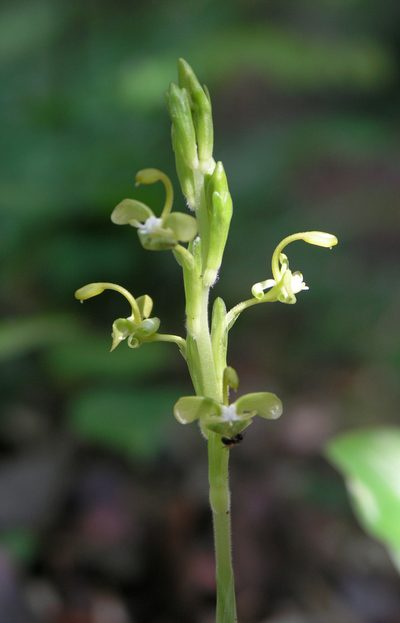 Gagnepainia harmandii, photographed by Oleg Kosterin