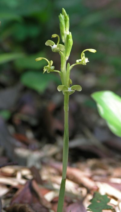 Gagnepainia harmandii, photographed by Oleg Kosterin
