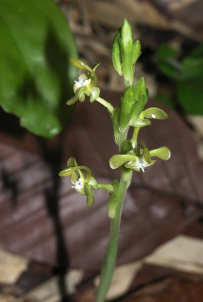 Gagnepainia harmandii, photographed by Oleg Kosterin