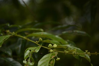 Glochidion ellipticum, photographed by Siddarth Machado