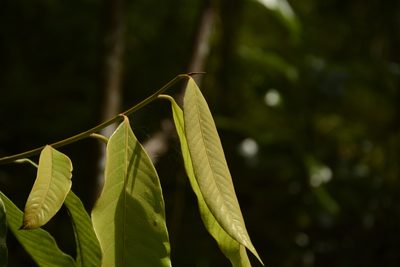 Knema attenuata, photographed by Siddarth Machado