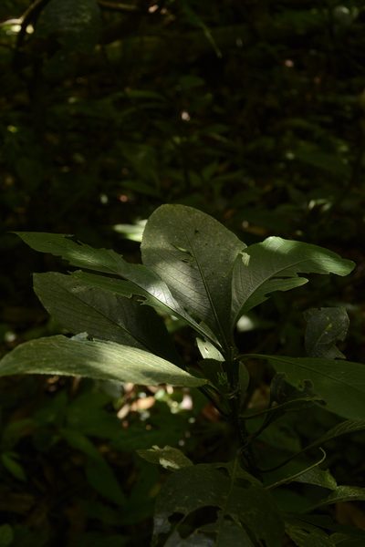 Strobilanthes barbata, photographed by Siddarth Machado