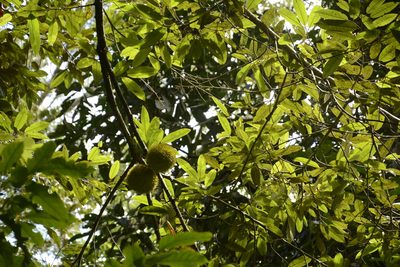 Cullenia exarillata, photographed by Siddarth Machado
