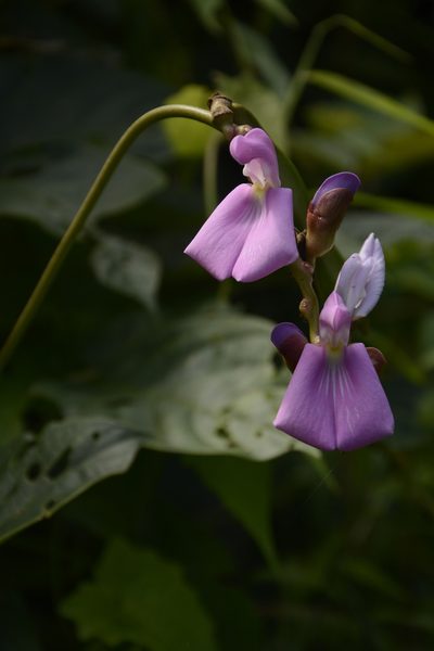 Canavalia ensiformis, photographed by Siddarth Machado