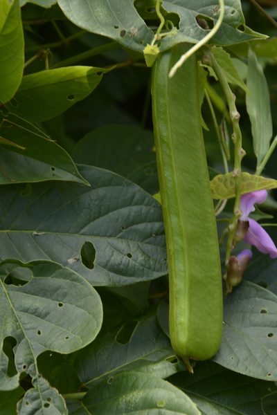Canavalia ensiformis, photographed by Siddarth Machado