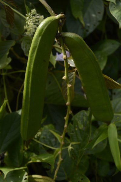 Canavalia ensiformis, photographed by Siddarth Machado