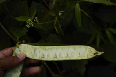 Canavalia ensiformis, photographed by Siddarth Machado