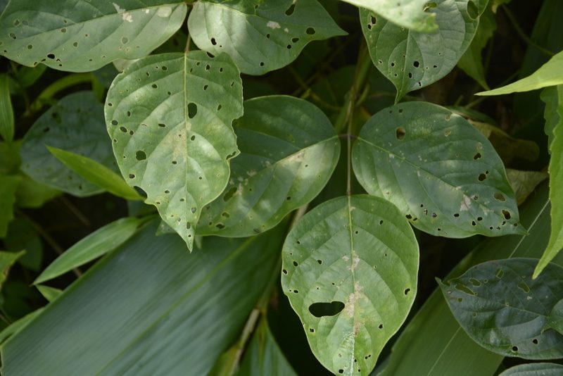 Canavalia ensiformis, photographed by Siddarth Machado