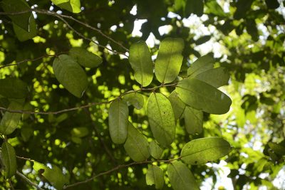 Drypetes oblongifolia, photographed by Siddarth Machado
