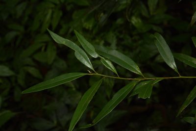 Litsea udayanii, photographed by Siddarth Machado