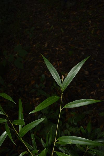 Litsea udayanii, photographed by Siddarth Machado