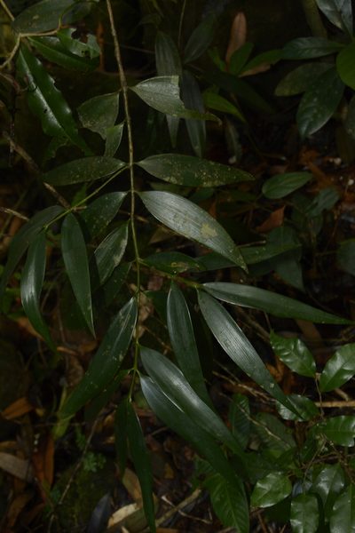 Nageia wallichiana, photographed by Siddarth Machado