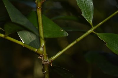 Nageia wallichiana, photographed by Siddarth Machado