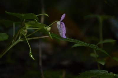Impatiens elegans, photographed by Siddarth Machado