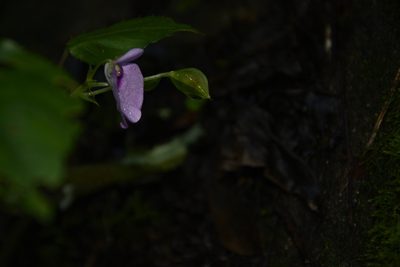 Impatiens elegans, photographed by Siddarth Machado
