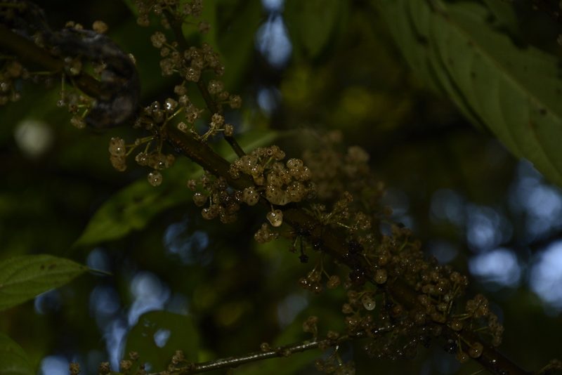 Oreocnide integrifolia, photographed by Siddarth Machado