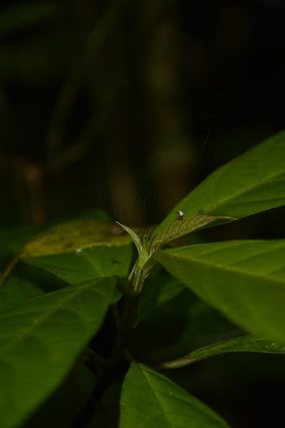Oreocnide integrifolia, photographed by Siddarth Machado